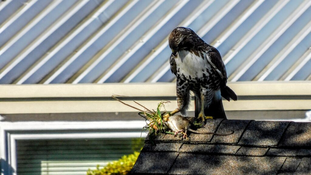 hawk looking at prey