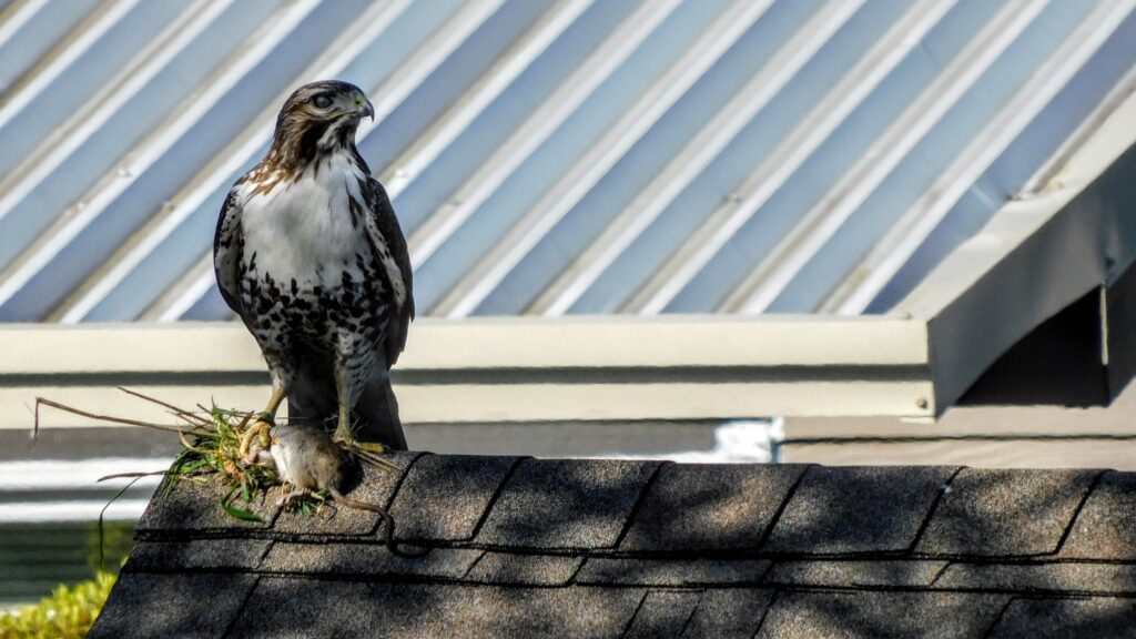hawk looking to side