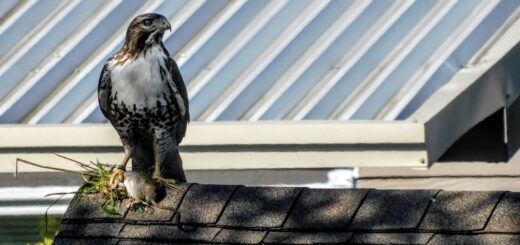 hawk looking to side