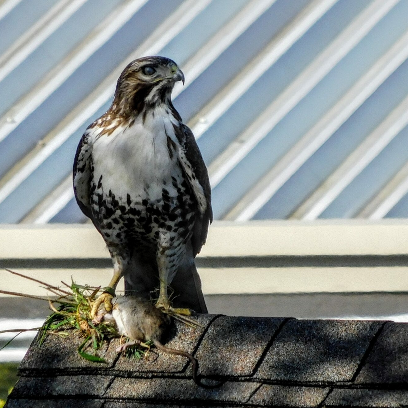 hawk looking to side