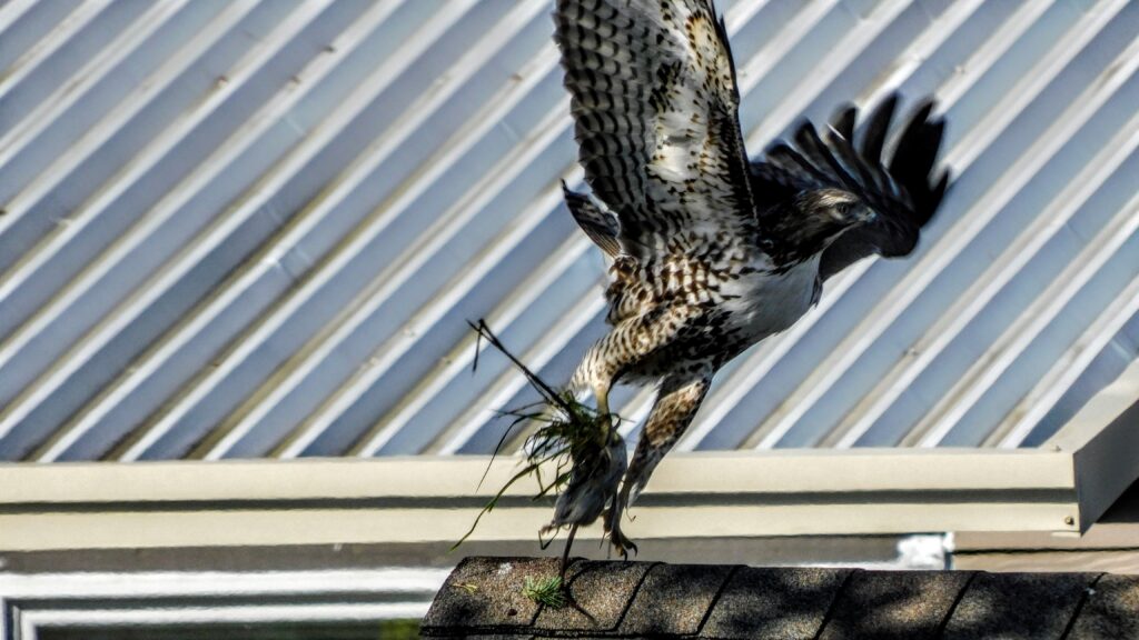hawk taking flight