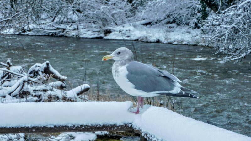 gull on rail