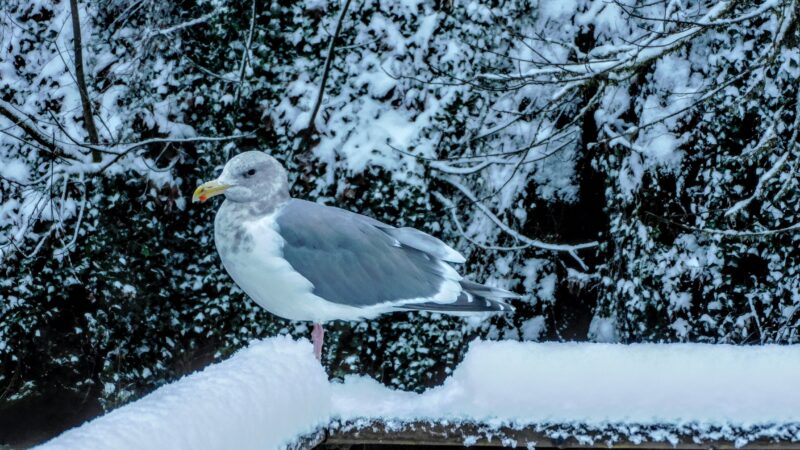 gull in snow